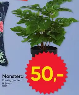 BigDollar Monstera tilbud