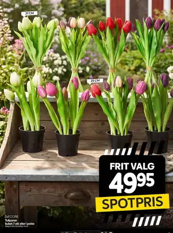 D4 CORE Tulipaner