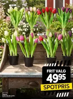 Din Isenkræmmer Tulipaner buket 7 stk eller i potte tilbud