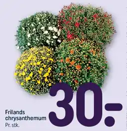 REMA 1000 Frilands chrysanthemum tilbud