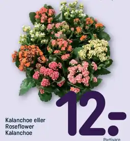 REMA 1000 Kalanchoe eller Roseflower tilbud