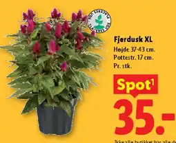 Lidl Fjerbusk XL tilbud