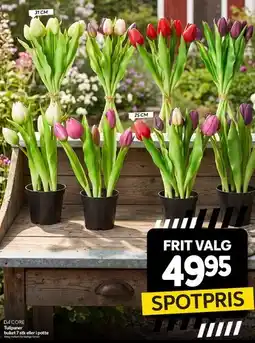Din Isenkræmmer Tulipaner tilbud