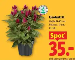 Lidl Fjerdusk XL tilbud