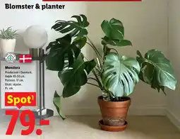 Lidl Monstera tilbud