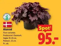 Lidl Alunrod tilbud