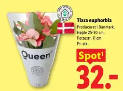 Lidl Queen Tiara euphorbia tilbud