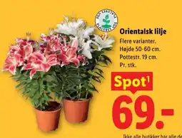 Lidl Orientalisk lilje tilbud