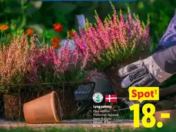 Lidl Lyng calluna tilbud