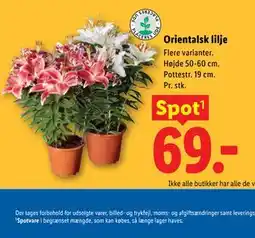 Lidl Orientalsk lilje tilbud