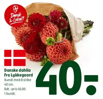 Danske dahlia fra Lykkegaard