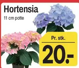 ABC Lavpris Hortensia tilbud