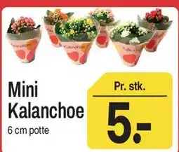 ABC Lavpris Mini Kalanchoe tilbud