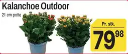 ABC Lavpris Kalanchoe Outdoor tilbud