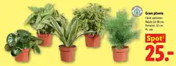 Lidl Grøn plante tilbud