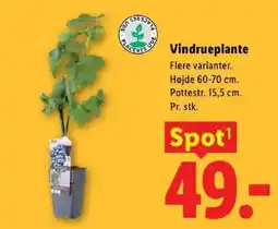 Lidl Vindrueliste tilbud