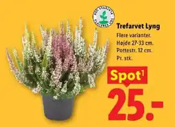 Lidl Trefarvet Lyng tilbud
