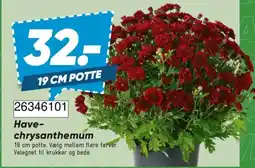 Bilka Have-chrysanthemum tilbud