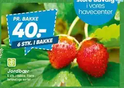 Bilka Jordbær tilbud