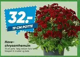 Bilka Havechrysanthemum tilbud