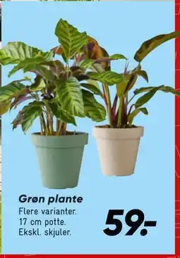 Bilka Grøn plante tilbud
