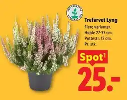 Lidl Trefarvet Lyng tilbud