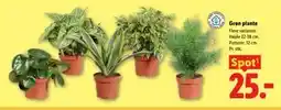 Lidl Grøn plante tilbud