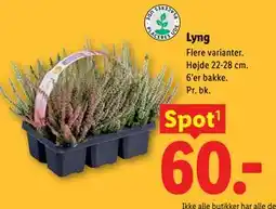 Lidl Lyng tilbud