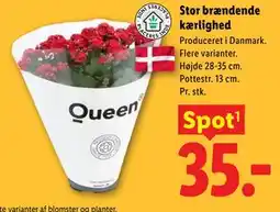 Lidl Stor brændende kærlighed tilbud