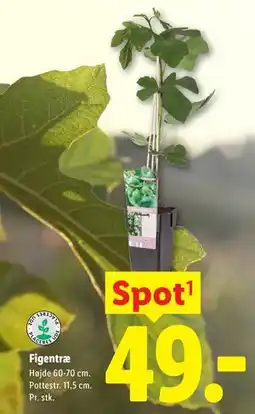 Lidl Figentræ tilbud