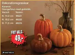 Harald Nyborg Dekorationsgræskar tilbud