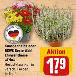 REWE DE REWE Beste Wahl Chrysanthemum Trio tilbud