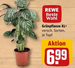 REWE DE REWE Beste Wahl Grünpflanze XL tilbud
