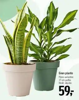 Føtex Grøn plante tilbud