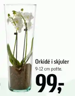 Føtex Orkidé i skjuler tilbud