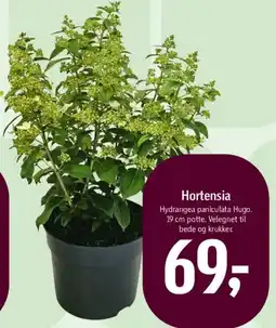 Føtex Hortensia tilbud