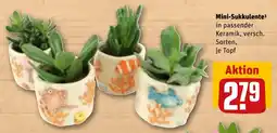 REWE DE Mini-Sukkulente tilbud
