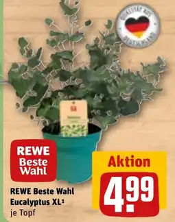 REWE DE REWE Beste Wahl Eucalyptus XL tilbud