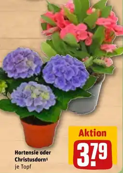 REWE DE Hortensie oder Christusdorn tilbud
