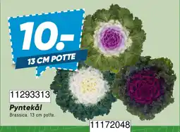 Wupti Pyntekål tilbud