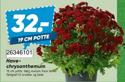 Wupti Have-chrysanthemum tilbud