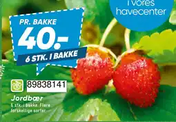 Wupti Jordbær tilbud