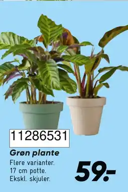 Wupti Grøn plante tilbud