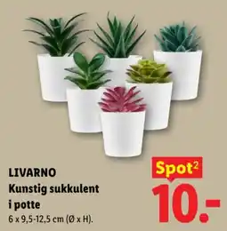 Lidl Livarno kunstig sukkulent i potte tilbud