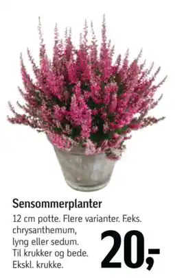 Føtex Sensommerplanter tilbud
