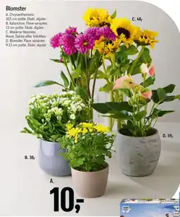 Føtex Blomster tilbud