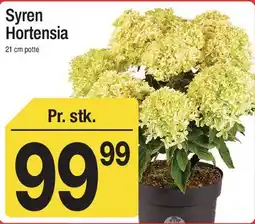 ABC Lavpris Syren Hortensia tilbud