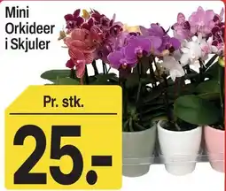 ABC Lavpris Mini Orkideer i Skjuler tilbud