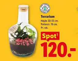 Lidl Terrarium tilbud