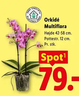 Lidl Orkidé Multiflora tilbud